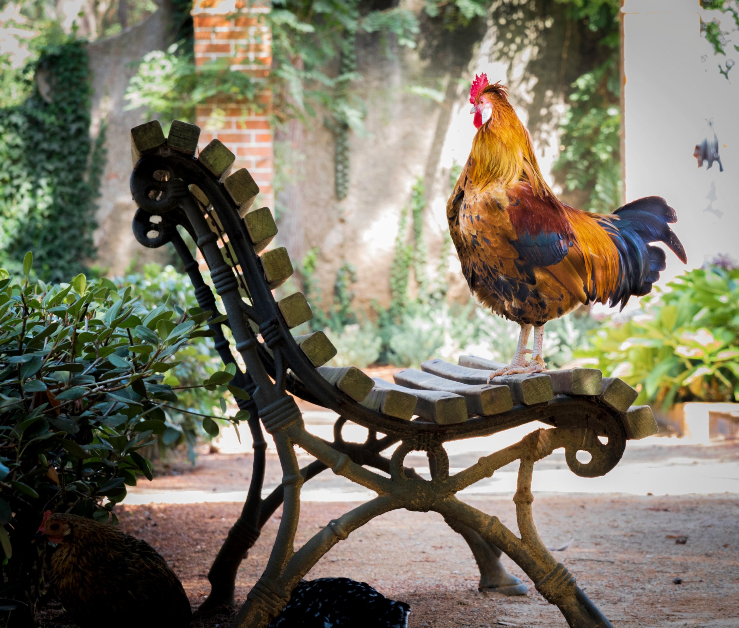 close-up-photography-of-orange-rooster-on-brown-wooden-bench-1128574 rooster morning